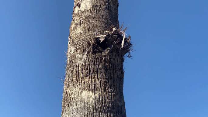 棕榈树的倾斜镜头树木、笔直、高耸