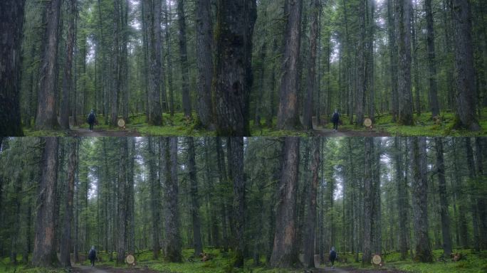 摄影师拿着相机在原始森林中探索采风