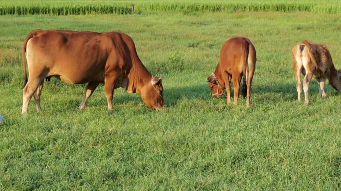 牛群吃草