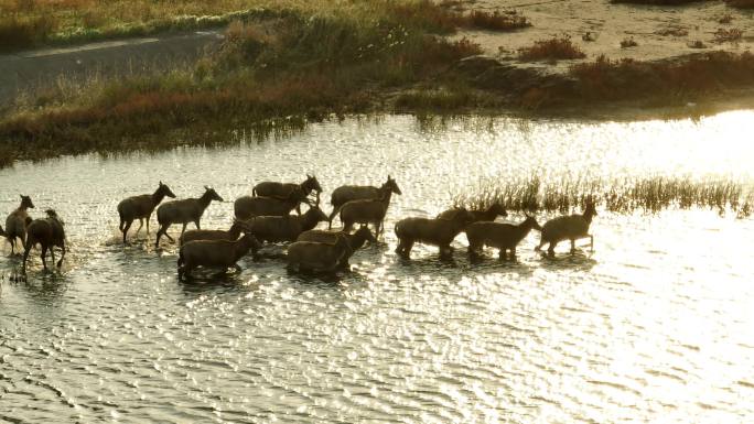 4k 盐城湿地麋鹿 过河 航拍麋鹿