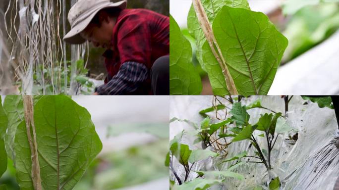 农民种植蔬菜