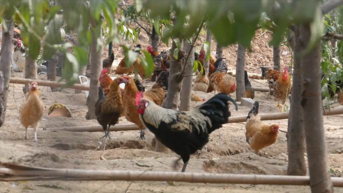 生态农业果园散养鸡土鸡走地鸡