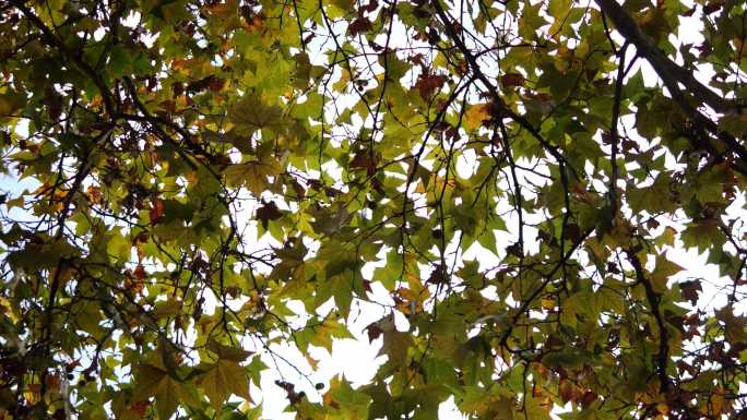 【4K实拍】31s 秋天的枫树