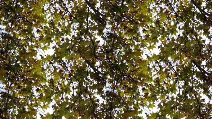 【4K实拍】31s 秋天的枫树