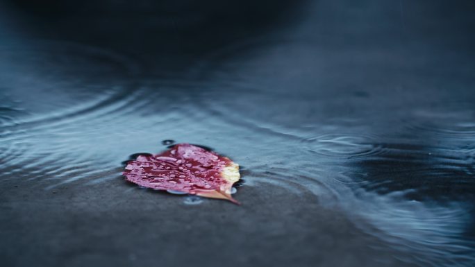 秋天梅雨季节下雨落叶升格