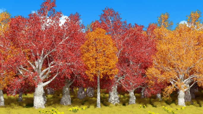 原创循环秋天森林风和日丽