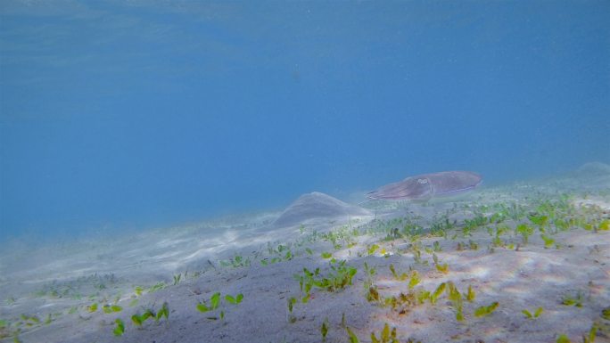 红海海草床上的墨鱼（Sepiida）-马尔萨阿拉姆-埃及