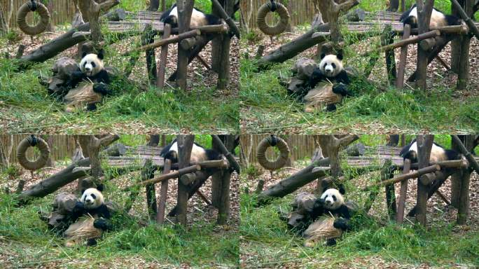 成都大熊猫基地 熊猫吃竹子