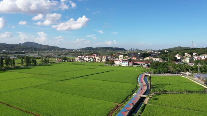 中山翠亨南朗左步村稻田航拍大景旅游宣传