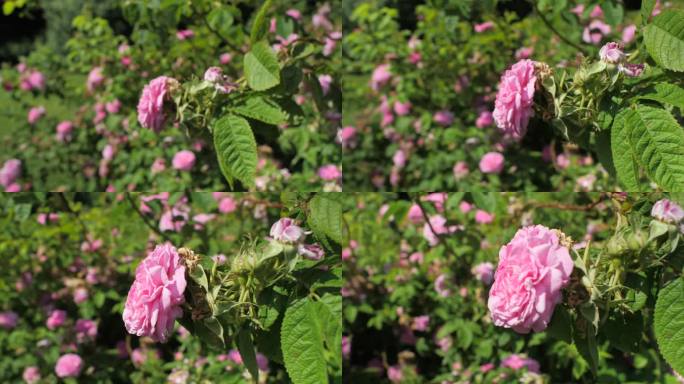 花园里的粉红色玫瑰