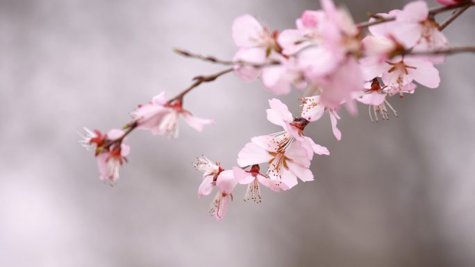 春天的樱花花枝、盛开、观赏