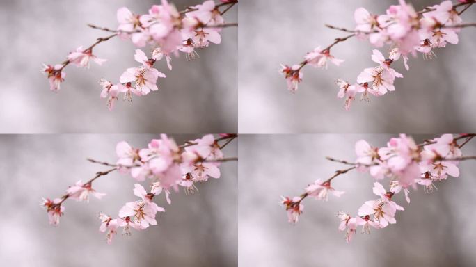 春天的樱花花枝、盛开、观赏