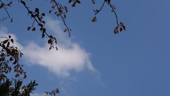 【4K实拍】28s 秋天的树叶与天空