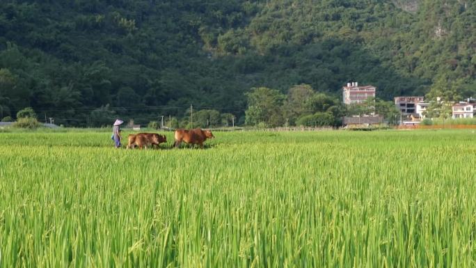 田园放牛实拍