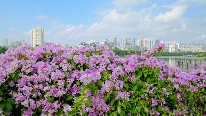 蒜香藤开花开满鲜花的围墙