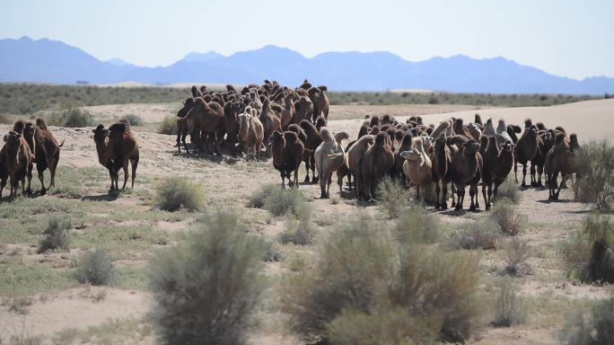 沙漠骆驼 绿色天然草原畜牧业  梭梭林