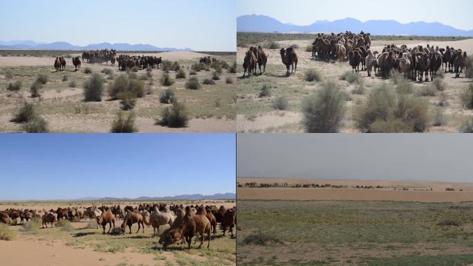 沙漠骆驼 绿色天然草原畜牧业  梭梭林