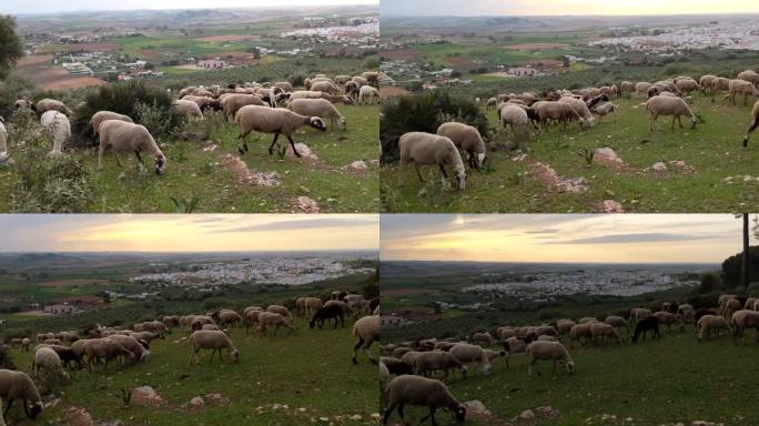 日落时，绵羊在山上吃草。背景中的西班牙小镇塞维利亚
