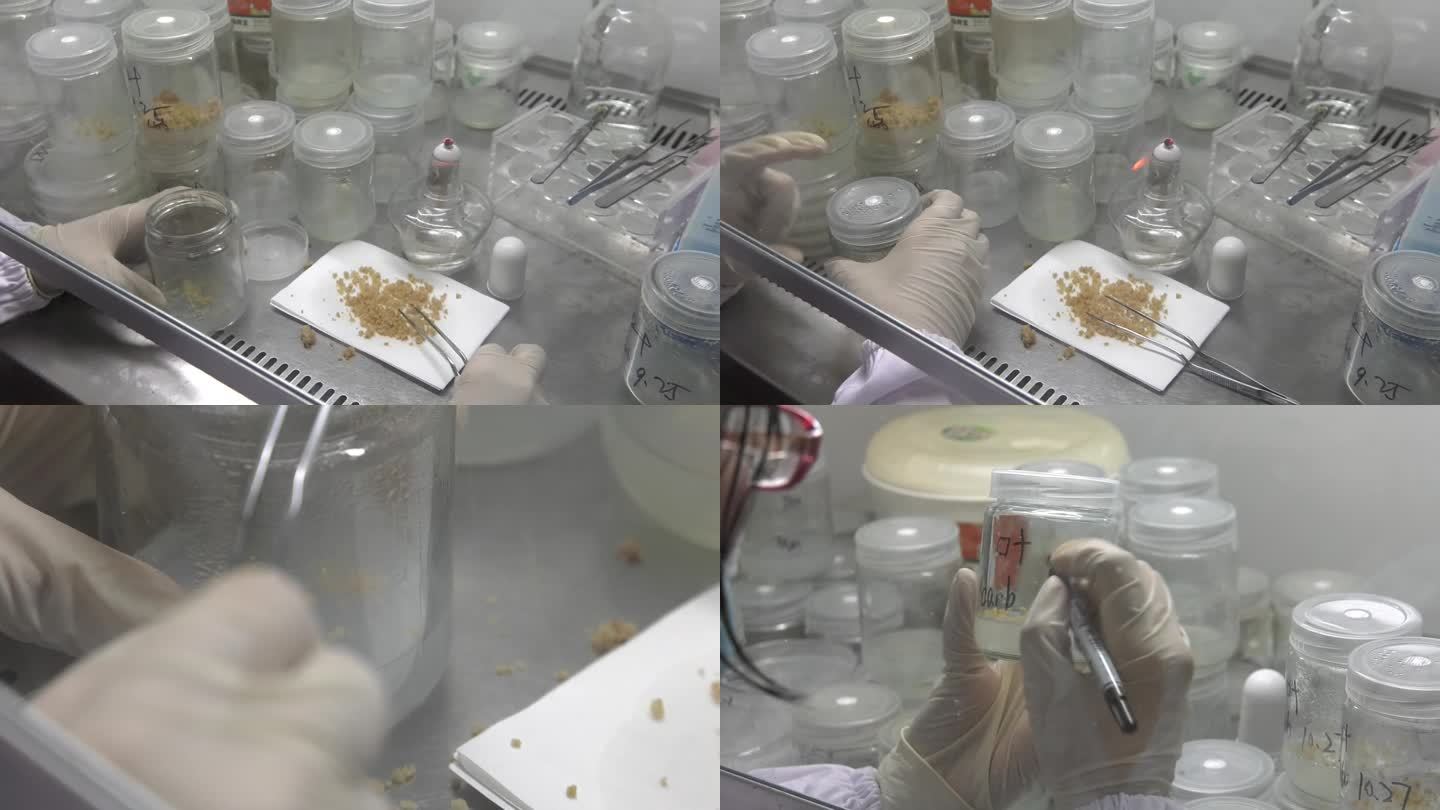 组织培养 无菌 接种 标记 繁殖