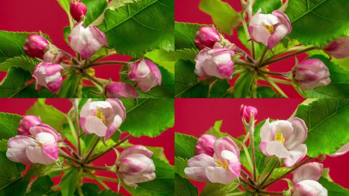 苹果树白色花朵在红色背景下绽放和生长的4k时间倒影。海棠开花。一朵白色的小花，在红色的背景下生长开花