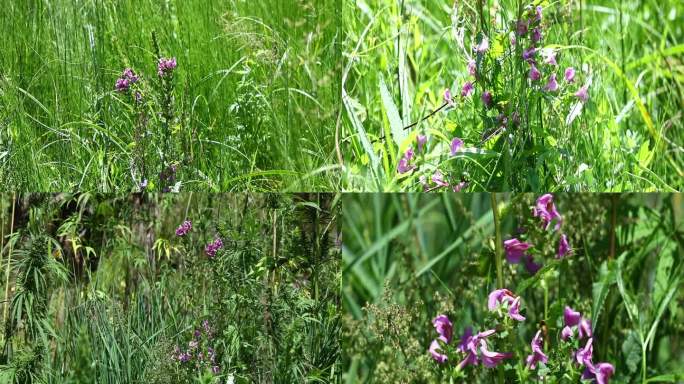 马先蒿属 返顾马先蒿 花 野花 野草