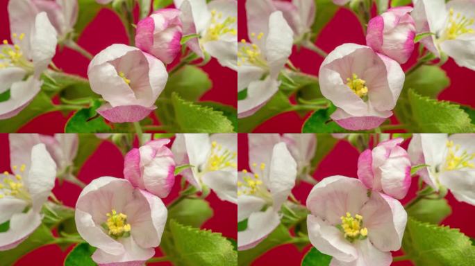 苹果树白色花朵在红色背景下绽放和生长的4k时间倒影。海棠开花。一朵白色的小花，在红色的背景下生长开花
