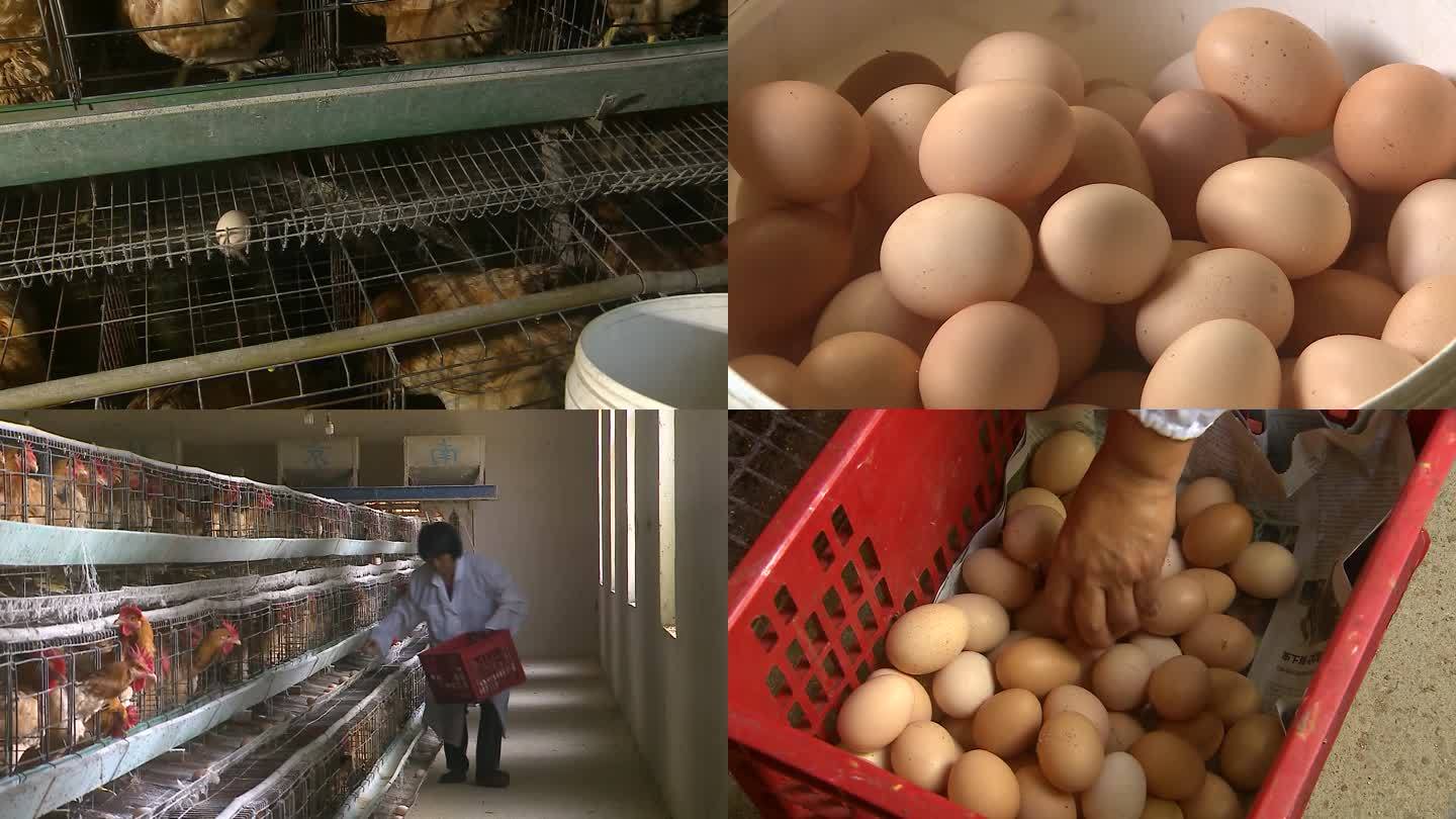 笼养鸡捡蛋