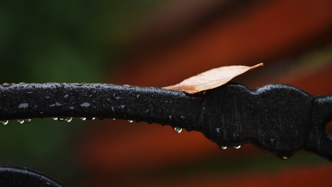 秋雨 落叶 雨 下雨