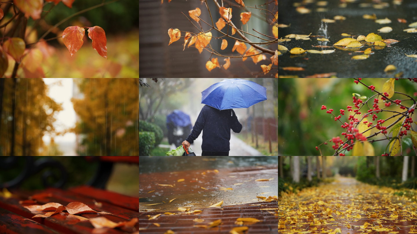 4k实拍唯美雨后树叶上的雨滴自然风景空镜视频特效素材-千库网