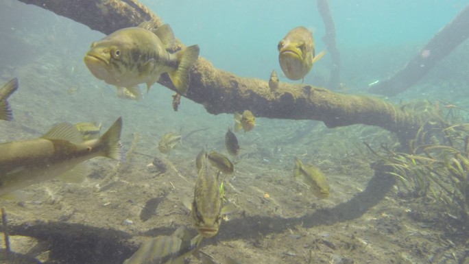 Bluegill和Largemouth鲈鱼在水流中游泳时面对镜头，在画面上漂流