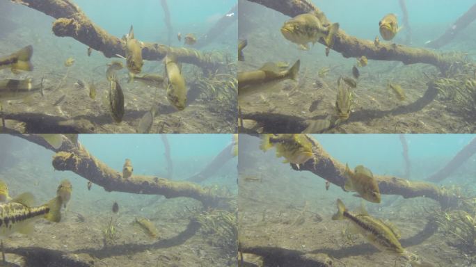 Bluegill和Largemouth鲈鱼在水流中游泳时面对镜头，在画面上漂流