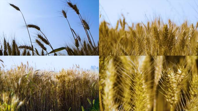 小麦丰收特写 麦田 丰收 麦浪 小麦生长