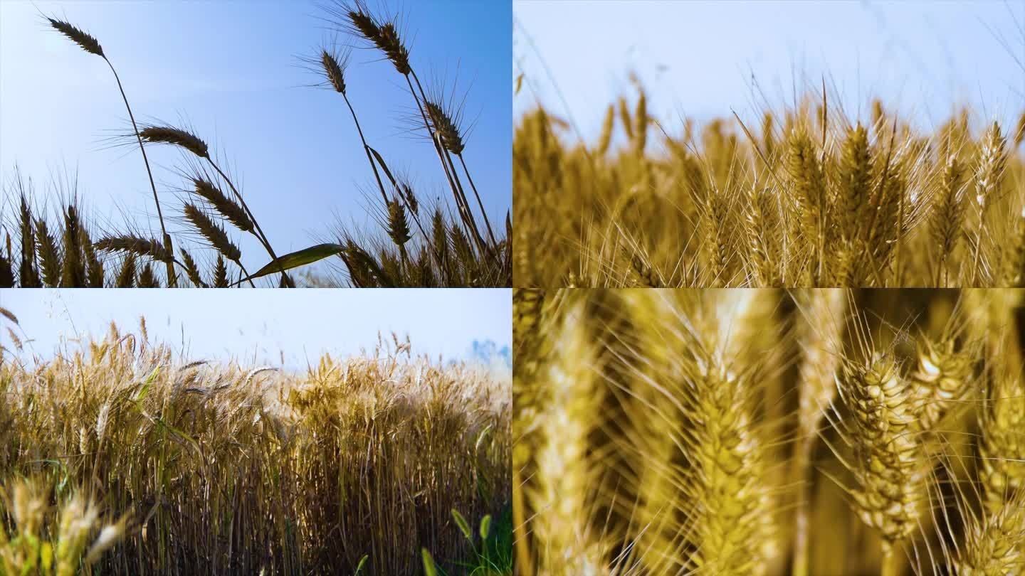小麦丰收特写 麦田 丰收 麦浪 小麦生长
