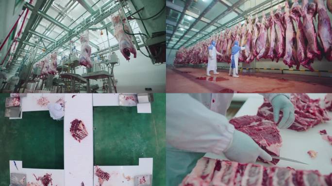4k现代化牛肉屠宰生产线