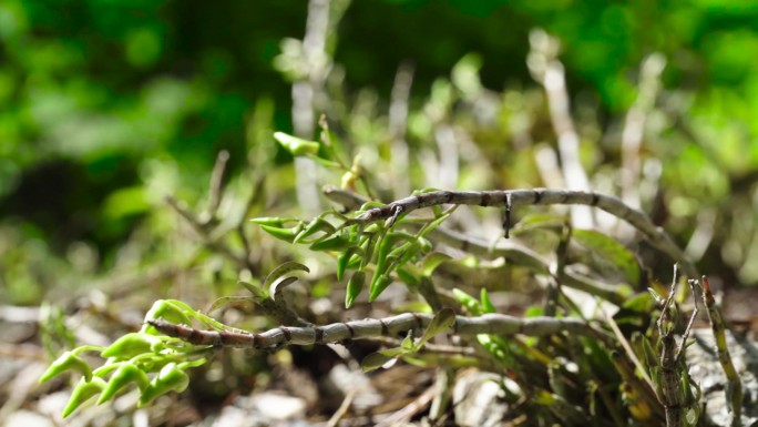 中草药霍山石斛特写中药材铁皮石斛种植基地