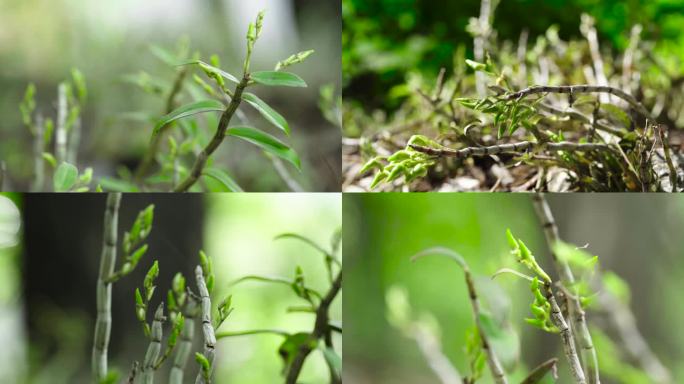 中草药霍山石斛特写中药材铁皮石斛种植基地