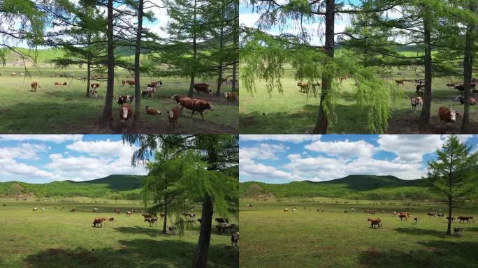 草原 树林 牛群 航拍 内蒙古 山谷