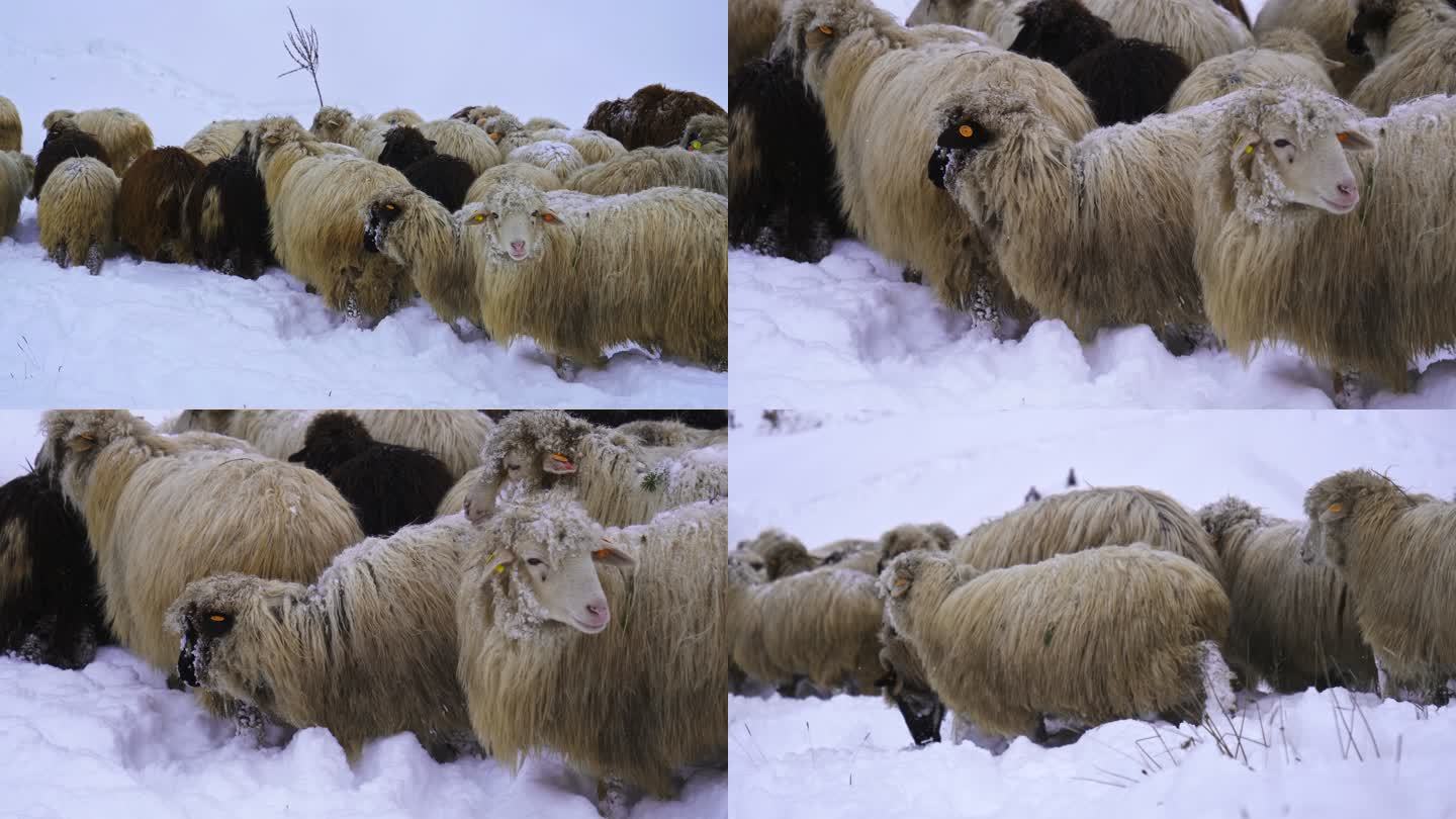 养羊。群羊在山上积雪覆盖的牧场上吃草。3个夹捆。