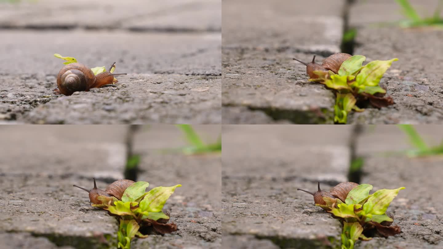 蜗牛吃草