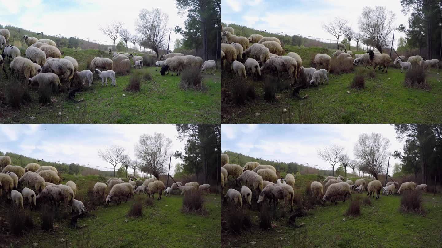4k视频大自然中的一群羊