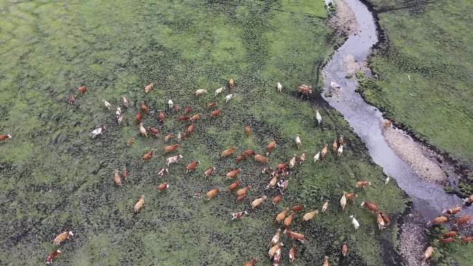 牛群小溪喝水 航拍草原内蒙古