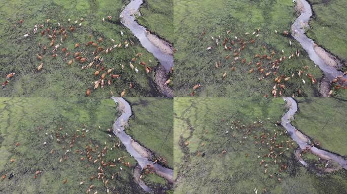 牛群小溪喝水 航拍草原内蒙古
