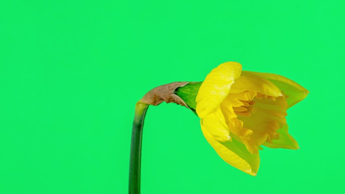 在一部4K延时电影中，水仙花在绿色背景下绽放，复制空间很大。水仙花在移动的时间流逝中绽放，并为文本留