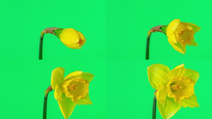 在一部4K延时电影中，水仙花在绿色背景下绽放，复制空间很大。水仙花在移动的时间流逝中绽放，并为文本留