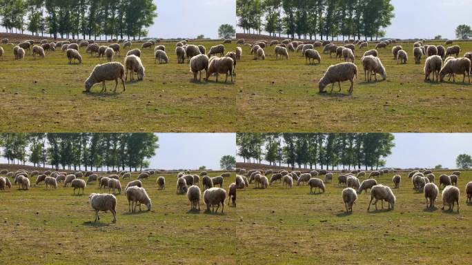 羊吃草 绵羊 草地 山坡 青草 羊