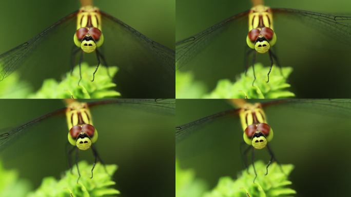 宏视频蜻蜓在花园前视图特写