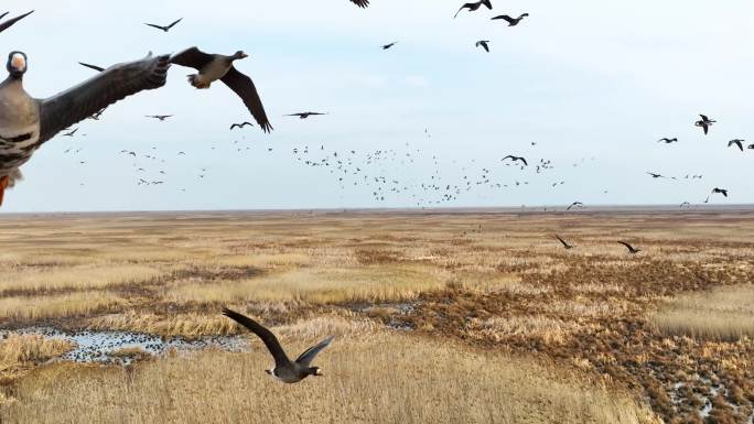 湿地的大雁候鸟
