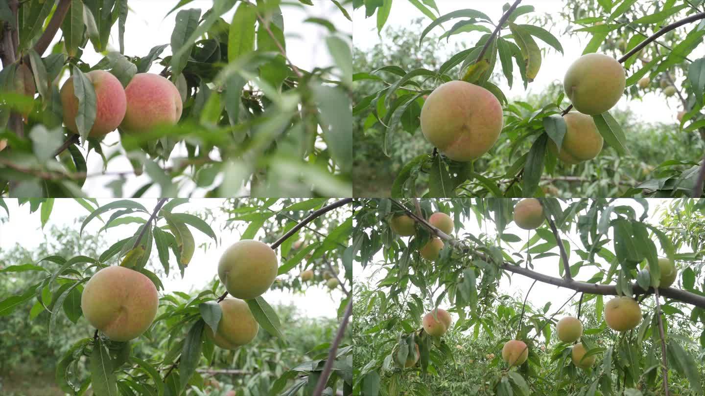 桃树桃子成熟