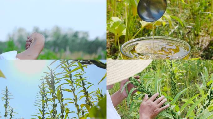 芝麻种植基地