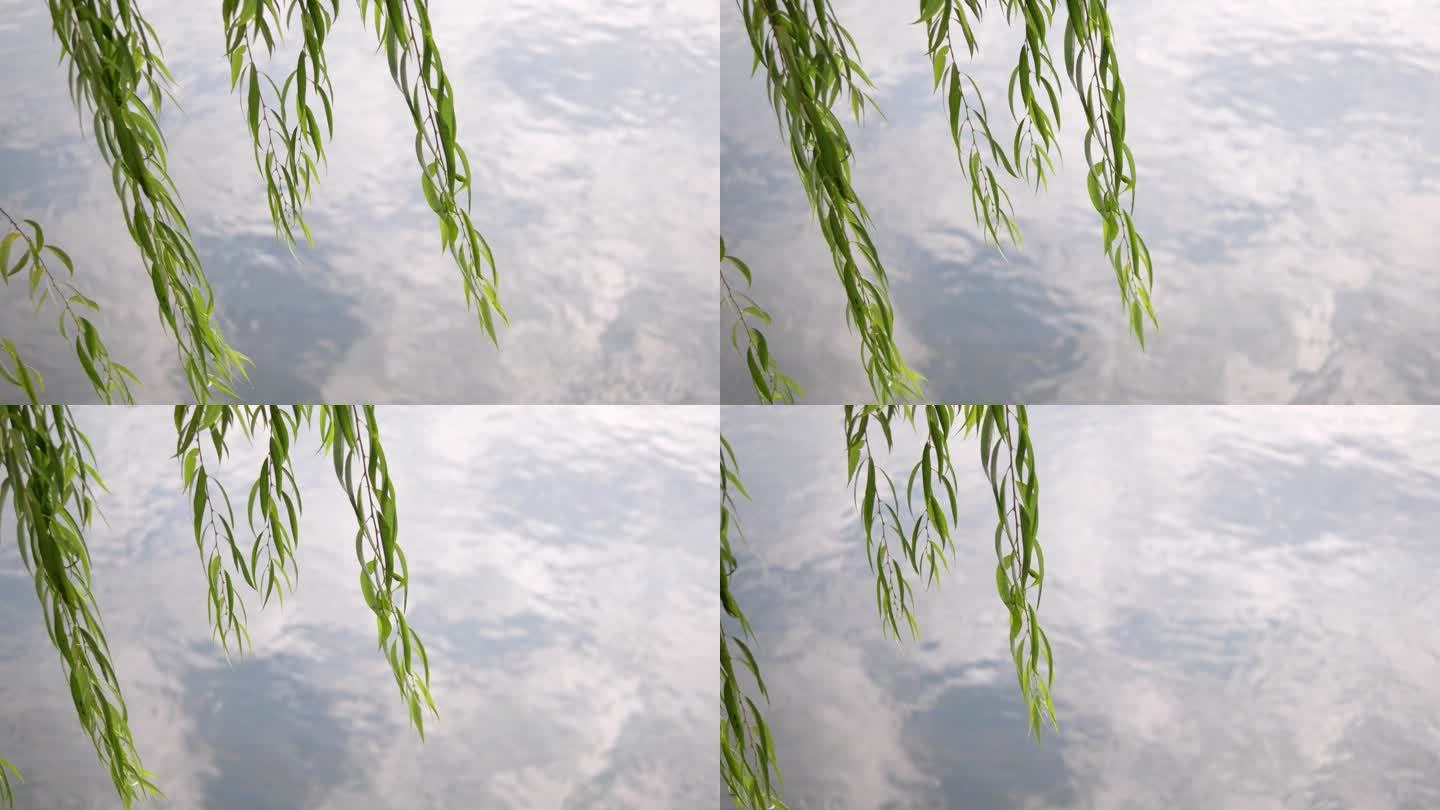 【4K实拍】20s 河边的柳树